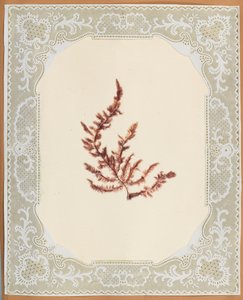 Seaweeds by Eliza A. Jordson
