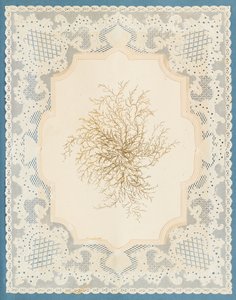 Seaweeds by Eliza A. Jordson