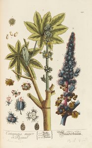 Herbarium Blackwellianum emendatum et auctum