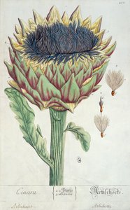 Artichoke, from 
