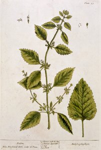 Balm, plate 27 from 