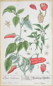 Guinea Pepper (Piper Indicum) plate 129 from the German edition of 
