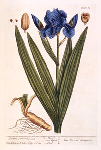 Iris, plate 69 from 