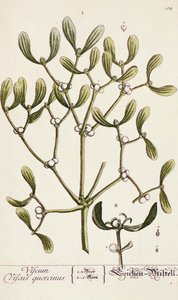 Mistletoe from 