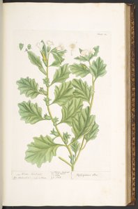 Plate 111, from 