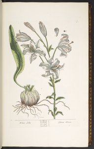 Plate 11, White Lily, from 