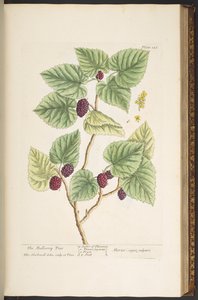 Plate 126, from 