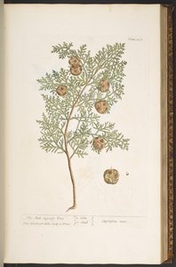 Plate 127, from 