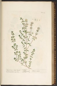 Plate 134, from 
