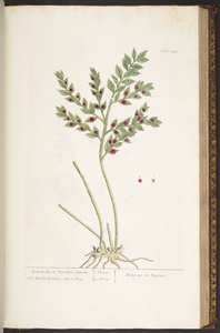 Plate 155, from 