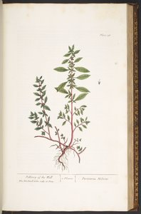 Plate 156, from 