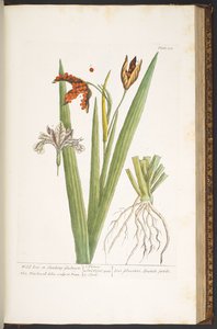 Plate 158, from 