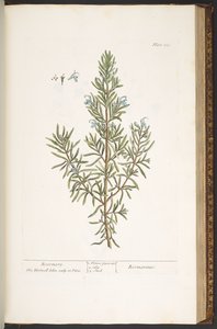 Plate 159, from 