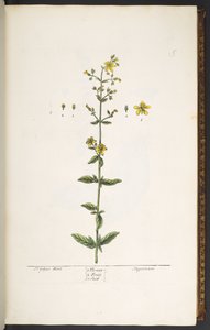 Plate 15, St John
