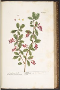 Plate 165, The Barberry Bush, from 