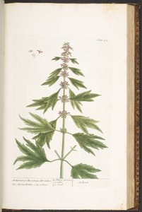 Plate 171, from 