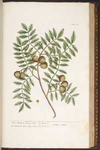 Plate 174, from 