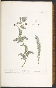Plate 18, Yarrow, from 