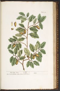 Plate 193, from 