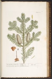 Plate 203, from 