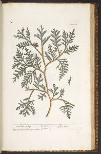 Plate 210, from 