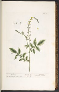 Plate 21, Agrimony, from 