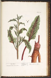 Plate 235, from 