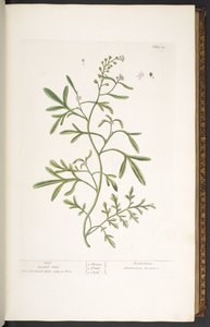 Plate 23, Garden Cress, from 