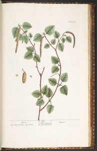 Plate 240, from 