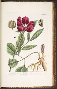 Plate 245, Male Piony, from 