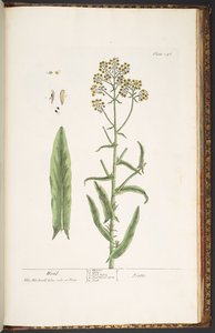 Plate 246, Wodd, from 