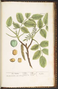 Plate 247, The Wallnut, from 