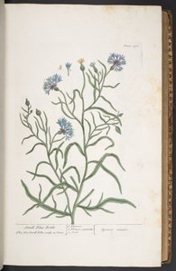 Plate 270, Small Blue-Bottle, from 