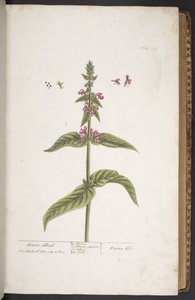 Plate 273, from 