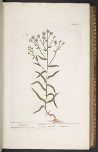 Plate 276, from 