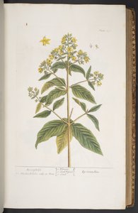 Plate 278, from 