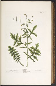 Plate 28, Hedge Mustard, from 