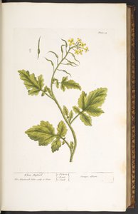Plate 29, White Mustard, from 