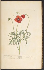 Plate 2, Red Poppy, from 