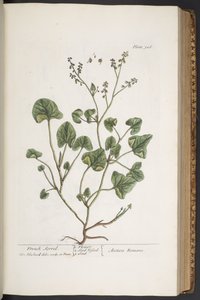 Plate 306, from 