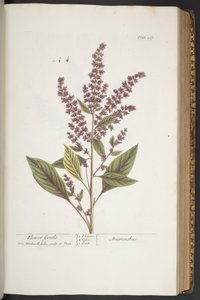 Plate 317, Flower Gentle, or Amaranthus, from 