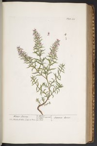 Plate 318, from 