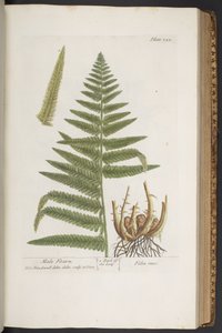 Plate 323, from 