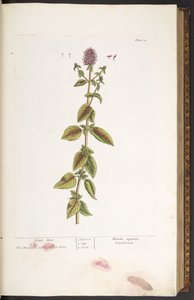 Plate 32, Water Mint, from 