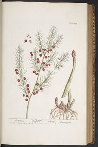 Plate 332, Sparagus, from 