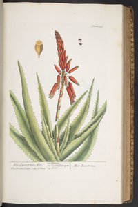 Plate 333, from 