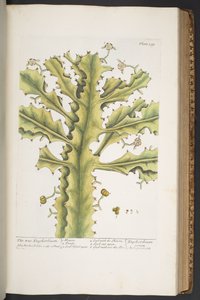 Plate 339, from 