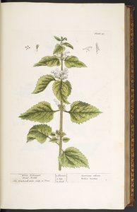 Plate 33, White Archangel Dead Nettle, from 