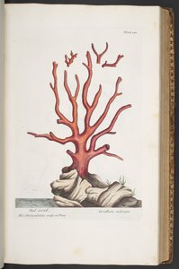 Plate 341, from 