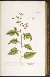 Plate 34, Woody Night-Shade, Bitter Sweet, from 